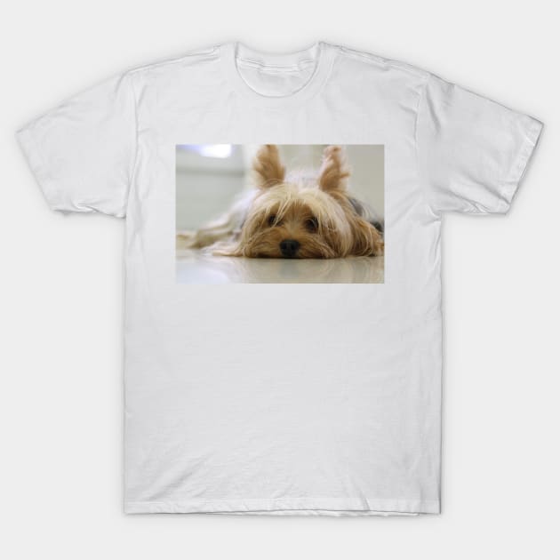 Yorkshire Terrier Laying Flat T-Shirt by Wanderingangel